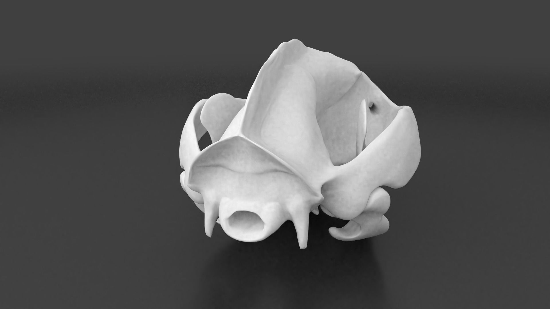 Oppossum Skull 3D print model_3