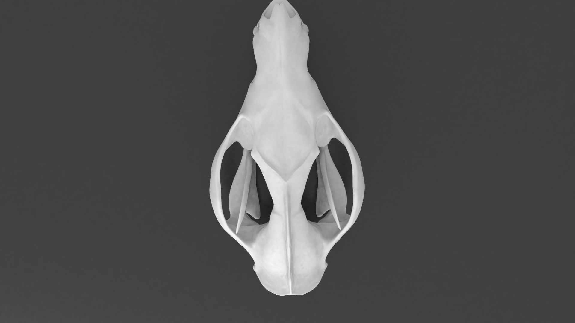 Oppossum Skull 3D print model_5