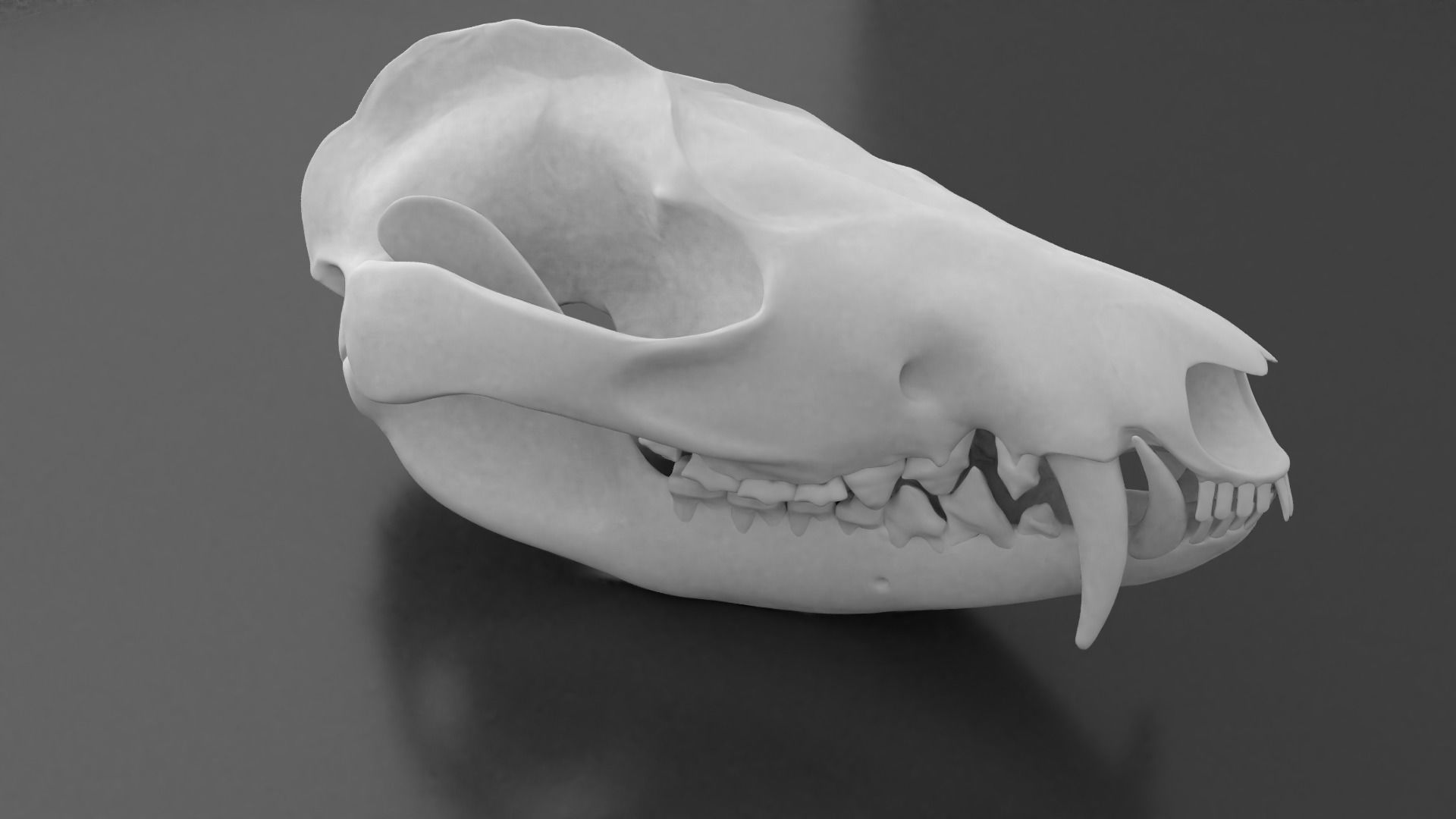 Oppossum Skull 3D print model_2