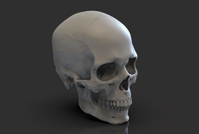 Skull human 3D print model