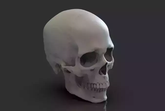 Skull human 3D print model