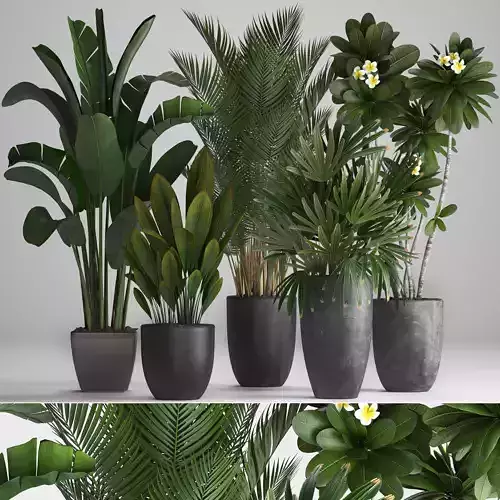 Collection of ornamental plants in pots 3D model