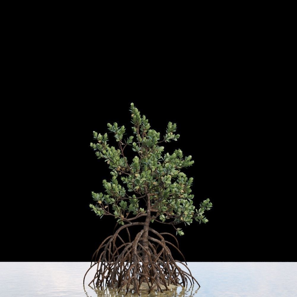 Grey Mangrove 3D model_2