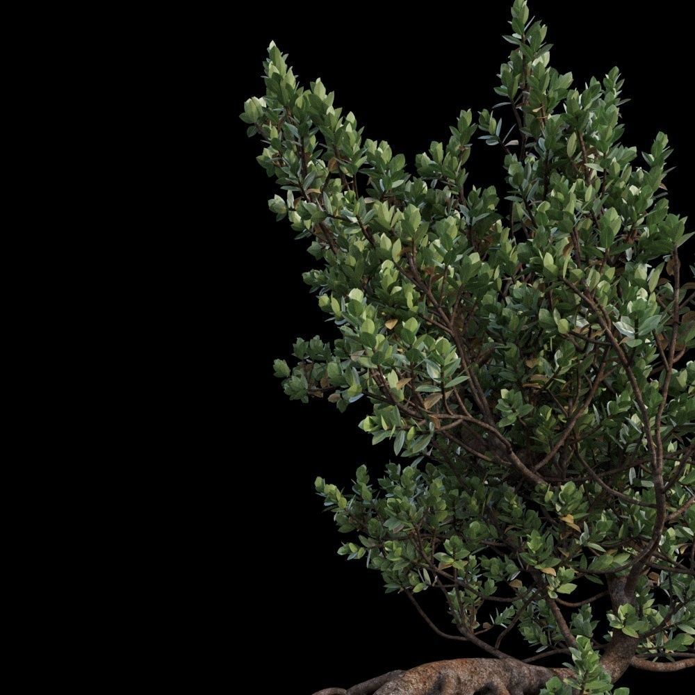 Grey Mangrove 3D model_12