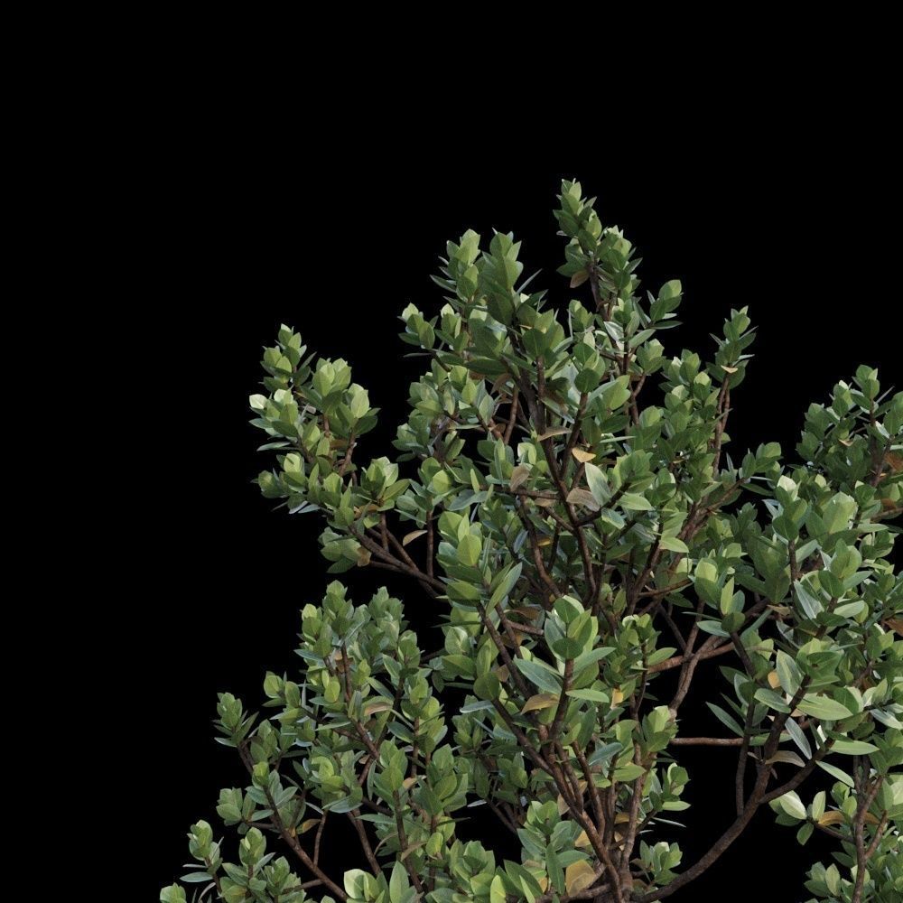 Grey Mangrove 3D model_16
