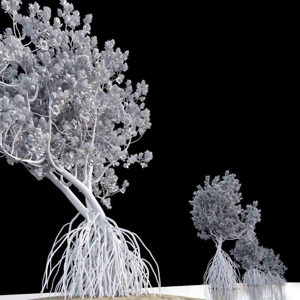 Grey Mangrove 3D model_15
