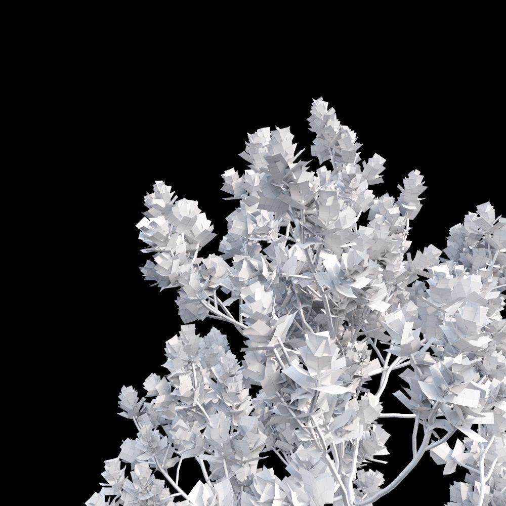 Grey Mangrove 3D model_17