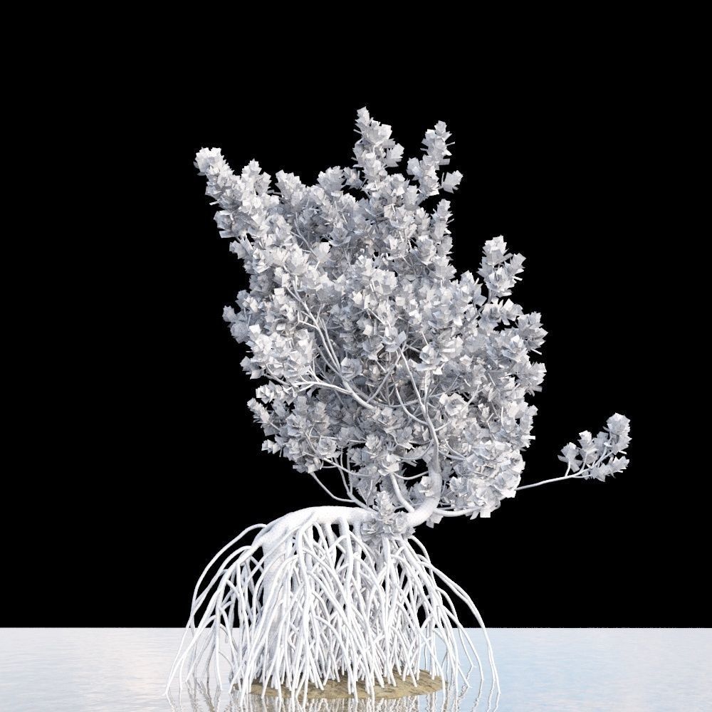 Grey Mangrove 3D model_7