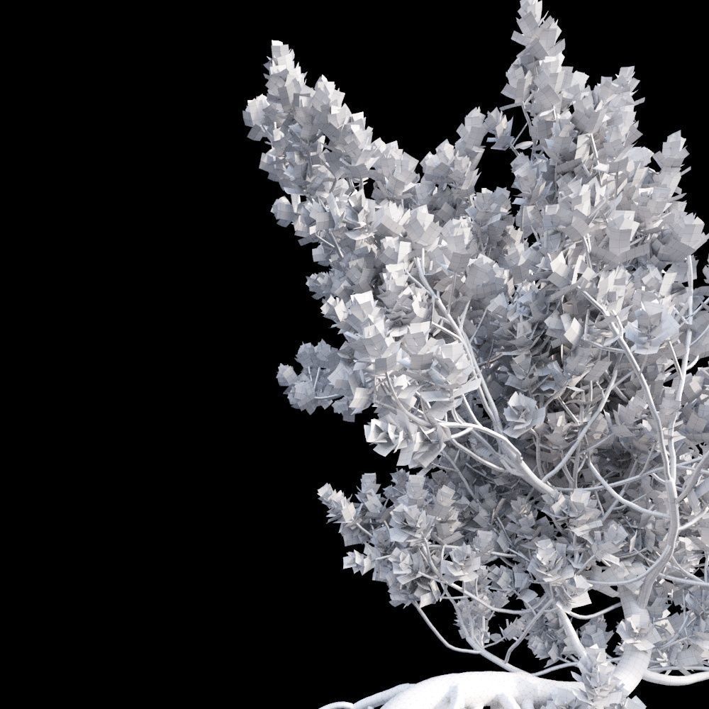 Grey Mangrove 3D model_13