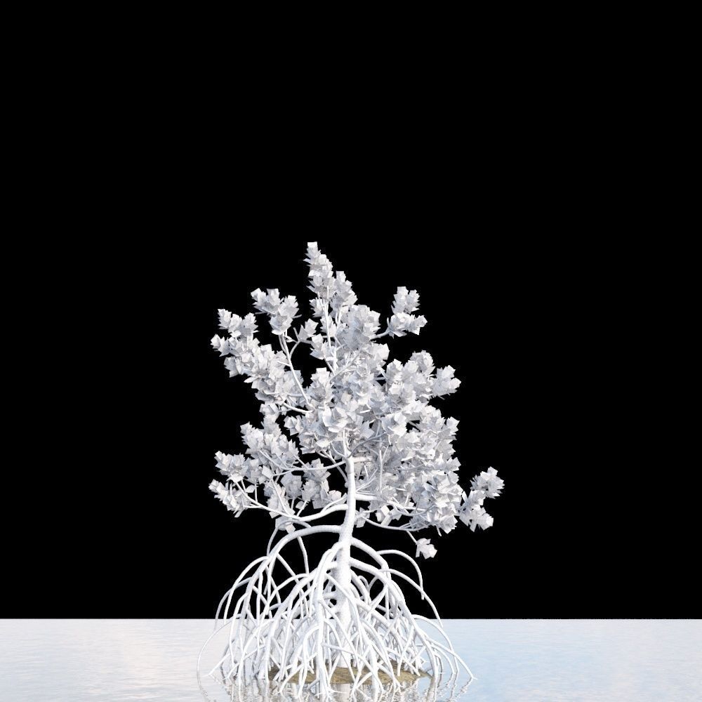 Grey Mangrove 3D model_3