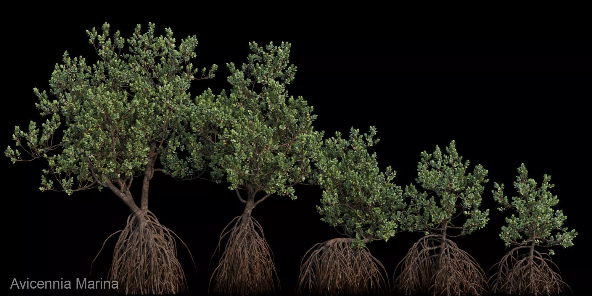 Grey Mangrove 3D model_0