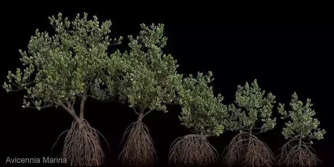 Grey Mangrove 3D model