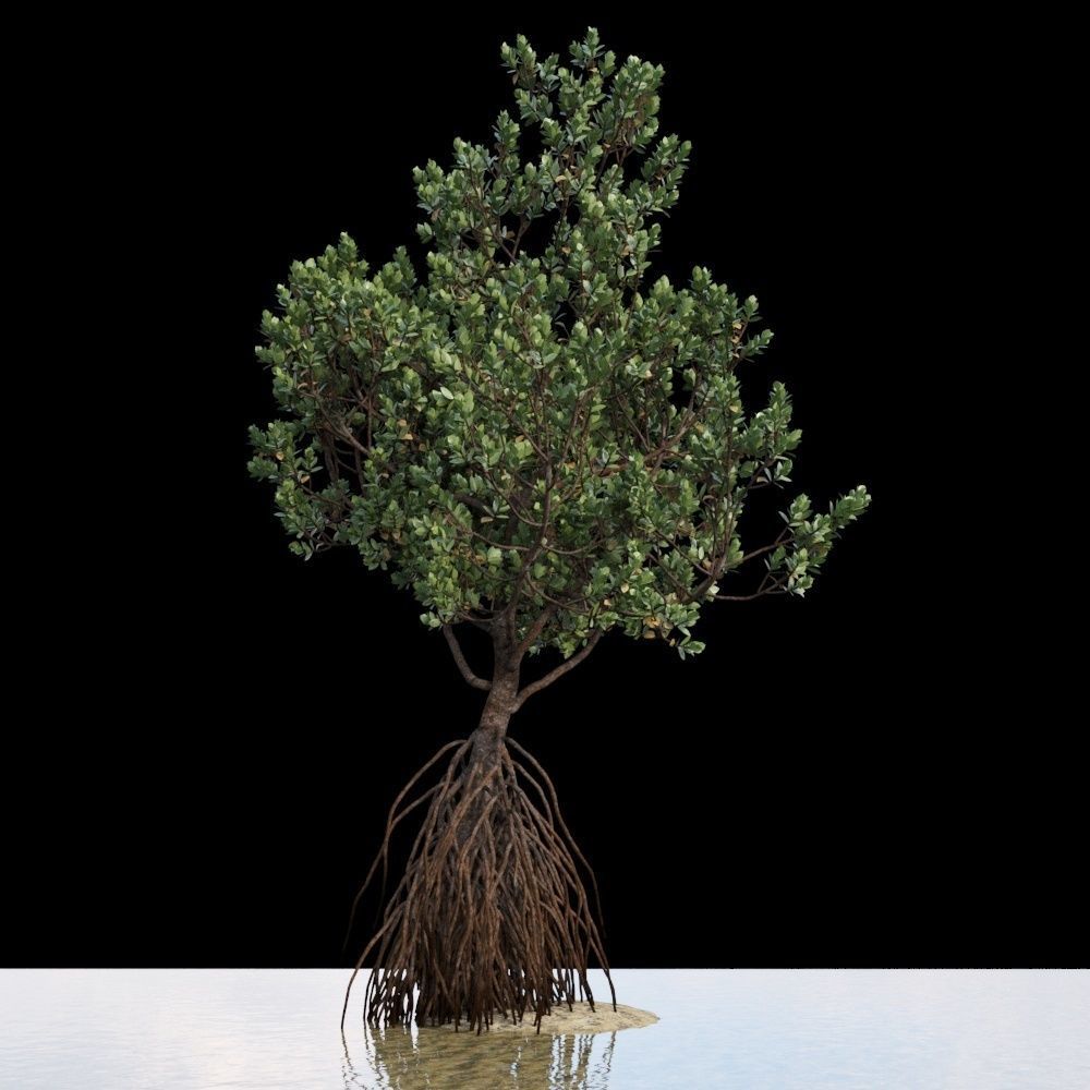 Grey Mangrove 3D model_8