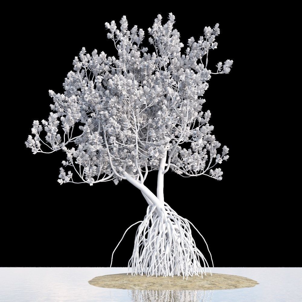 Grey Mangrove 3D model_11