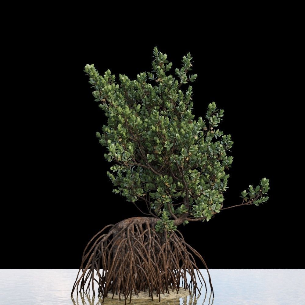 Grey Mangrove 3D model_6