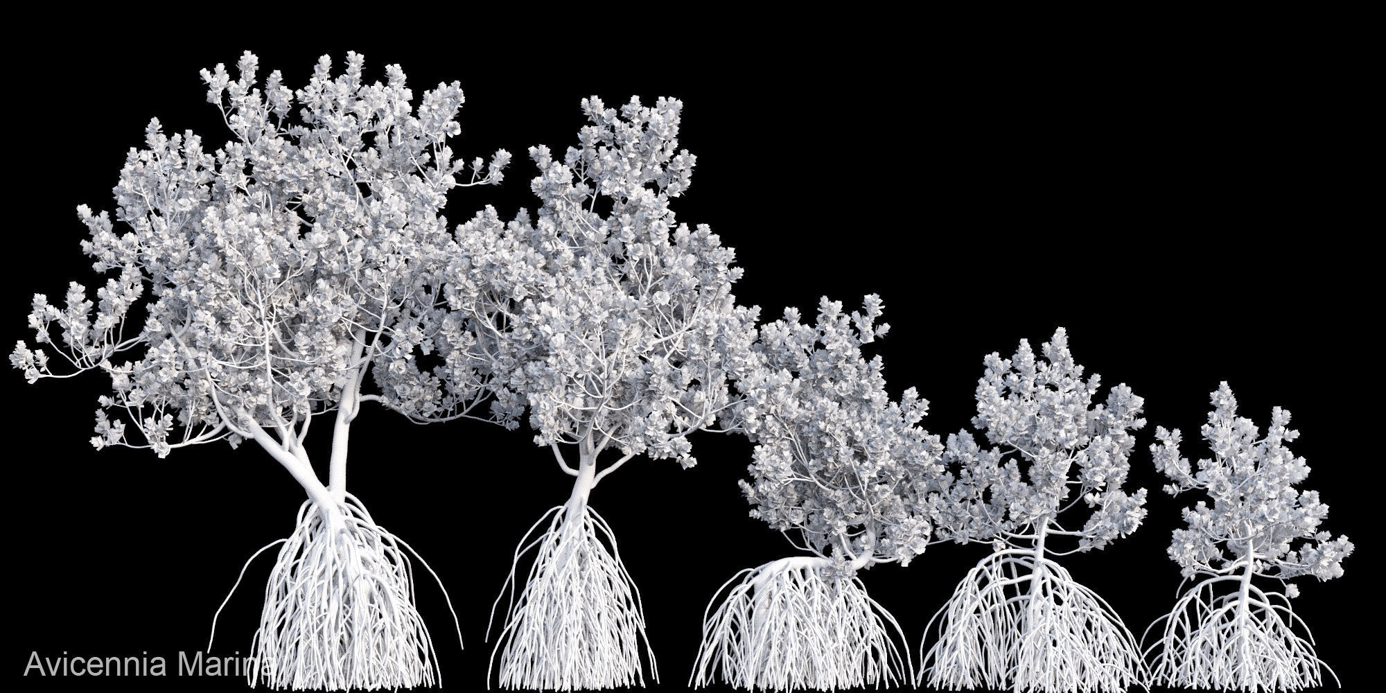 Grey Mangrove 3D model_1