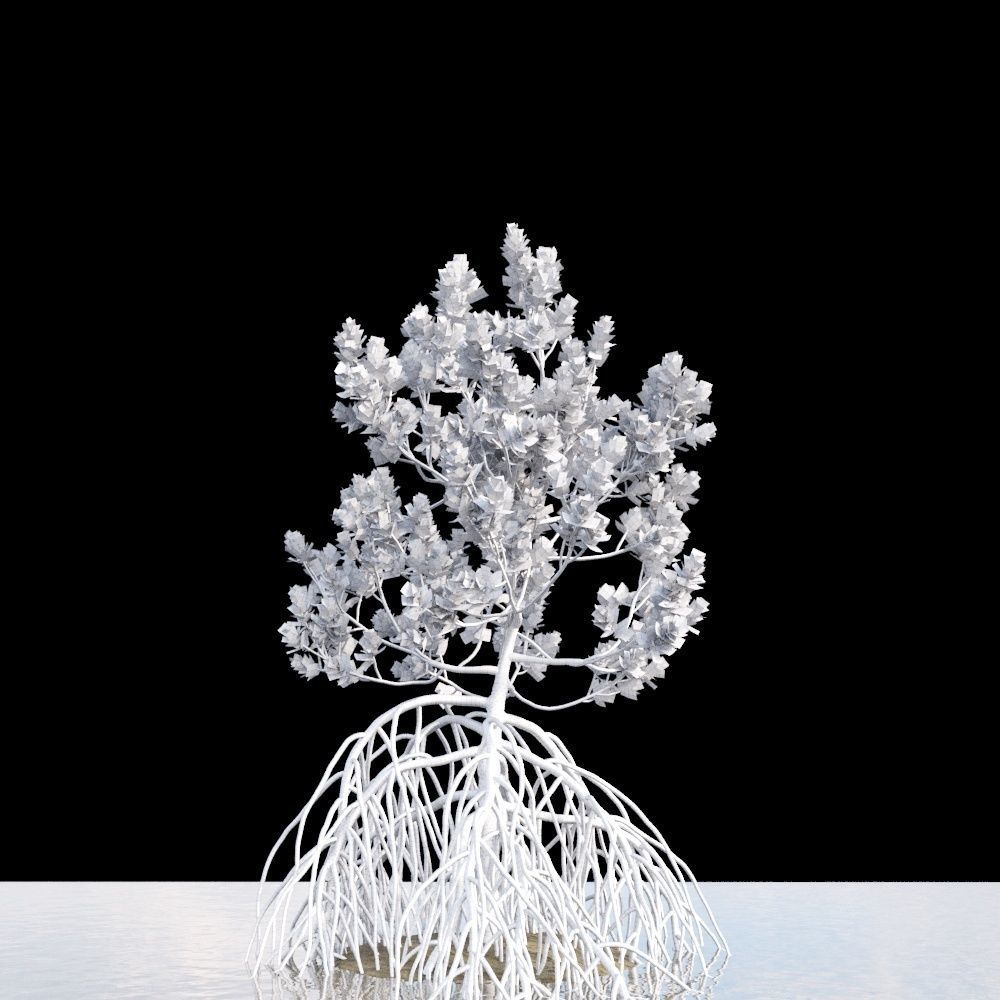 Grey Mangrove 3D model_5