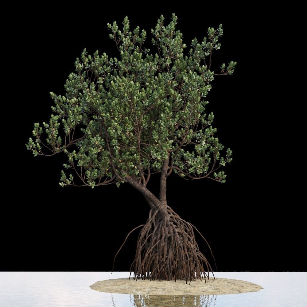 Grey Mangrove 3D model_10