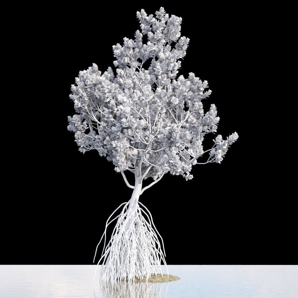 Grey Mangrove 3D model_9