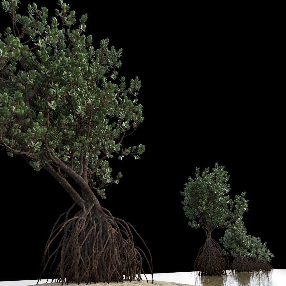 Grey Mangrove 3D model_14