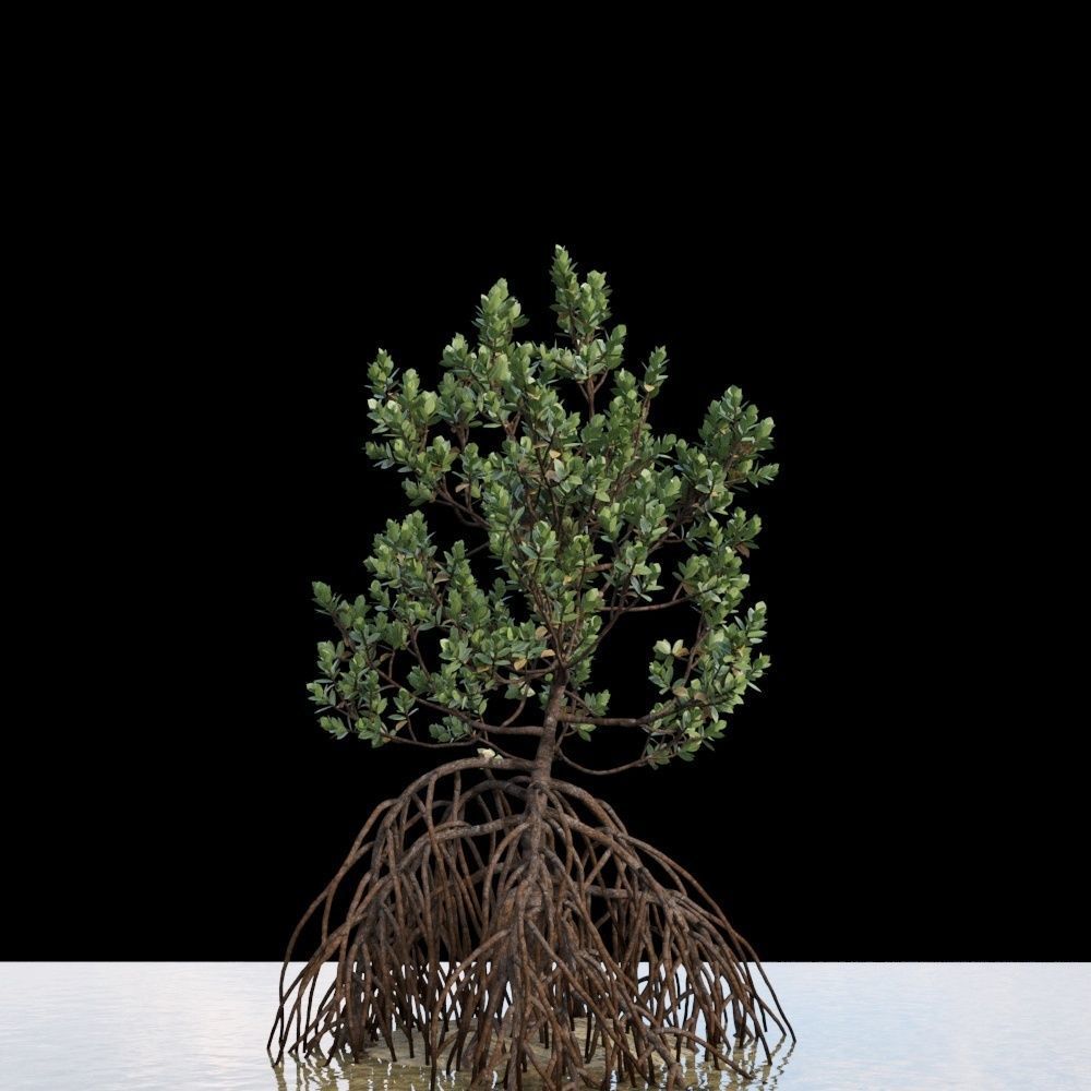 Grey Mangrove 3D model_4