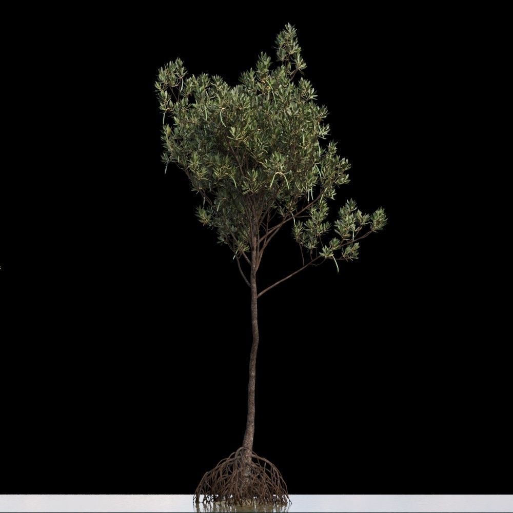 Rhizophora Apiculata 3D model_8