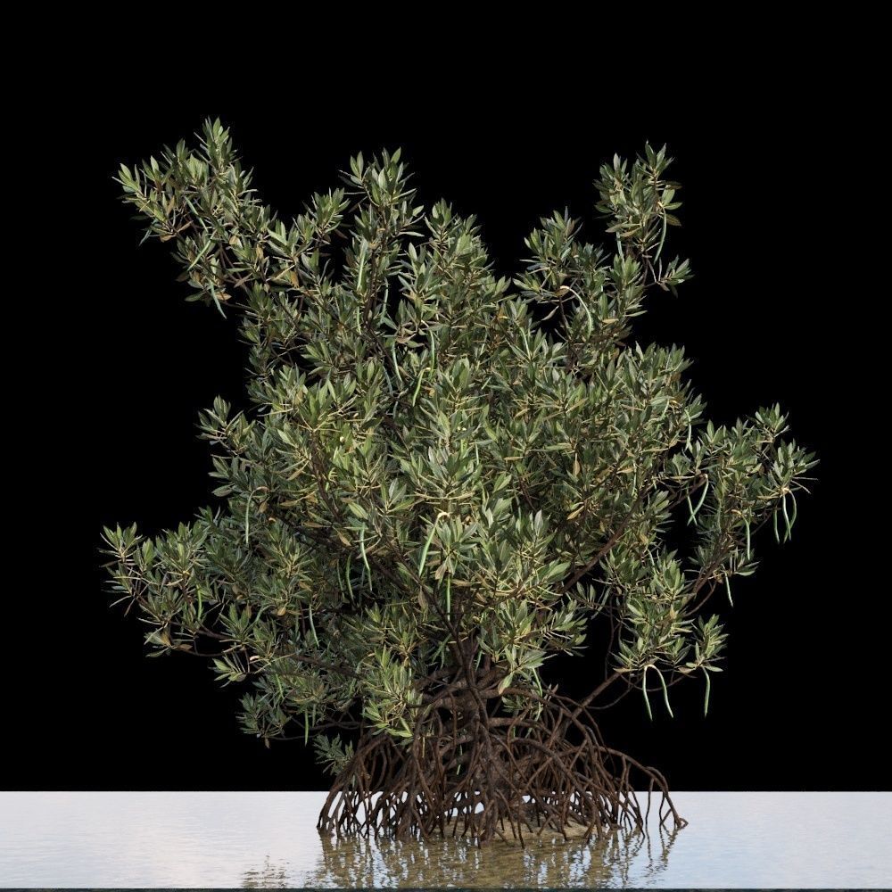 Rhizophora Apiculata 3D model_2