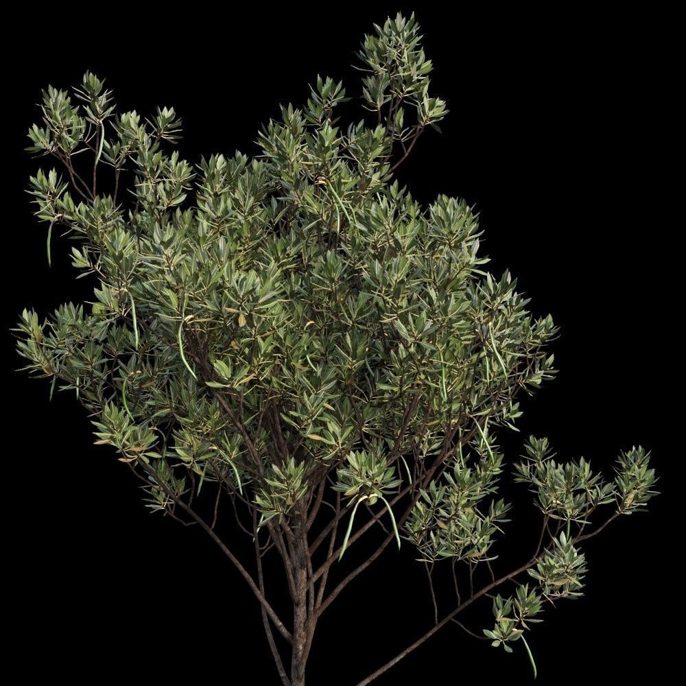 Rhizophora Apiculata 3D model_12
