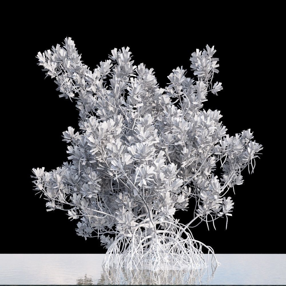 Rhizophora Apiculata 3D model_3