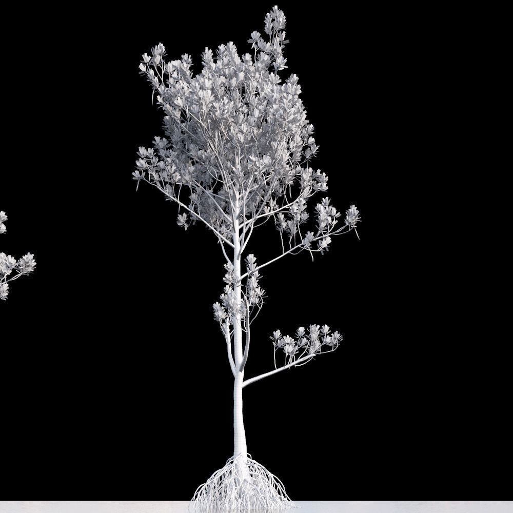 Rhizophora Apiculata 3D model_11