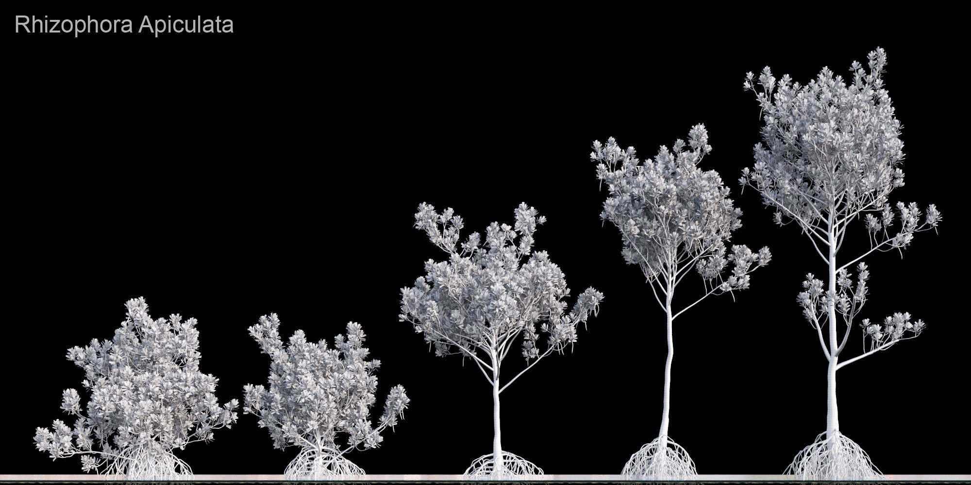 Rhizophora Apiculata 3D model_1