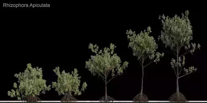 Rhizophora Apiculata
