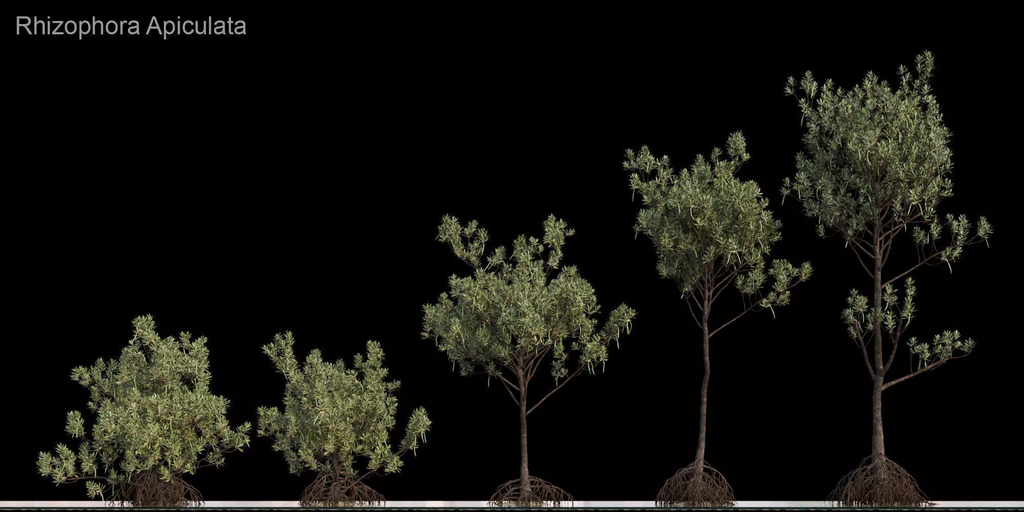 Rhizophora Apiculata 3D model_0