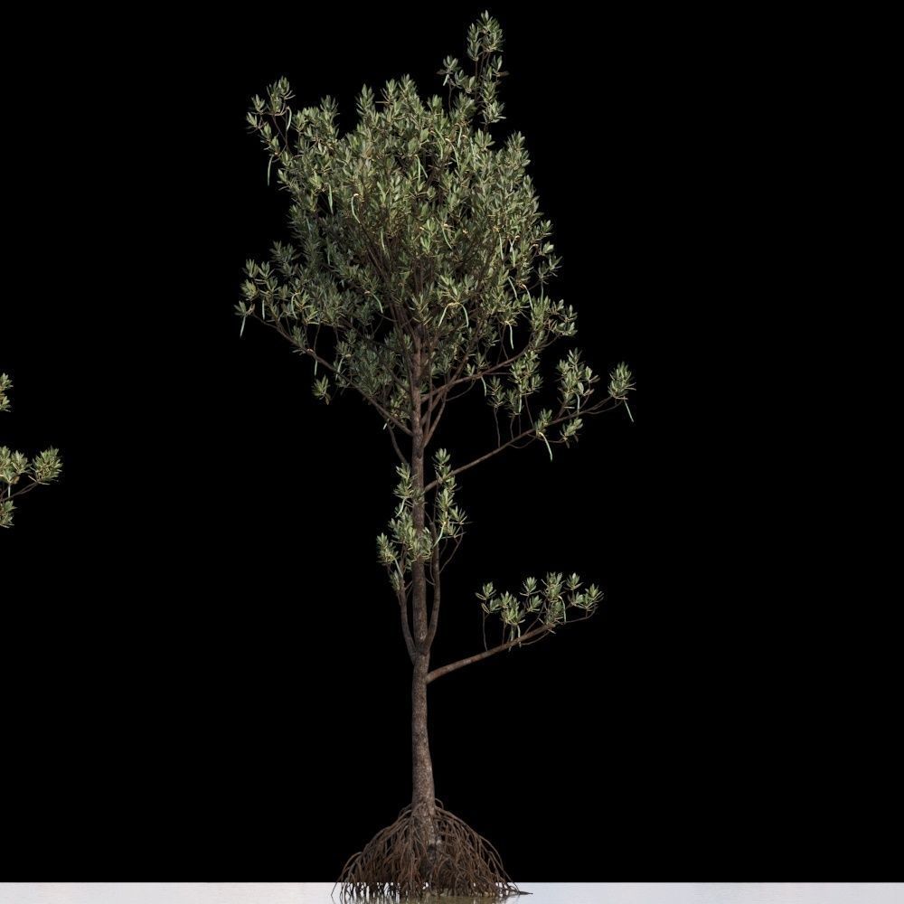 Rhizophora Apiculata 3D model_10