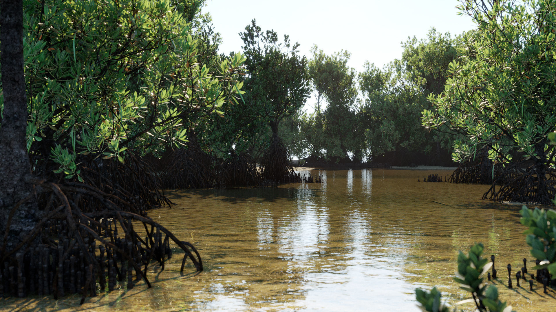 Rhizophora Apiculata 3D model_14