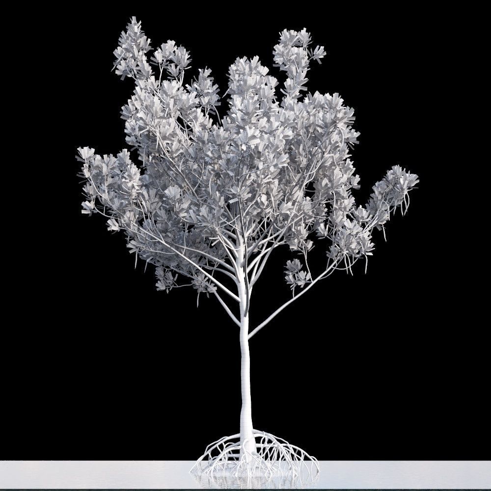 Rhizophora Apiculata 3D model_7
