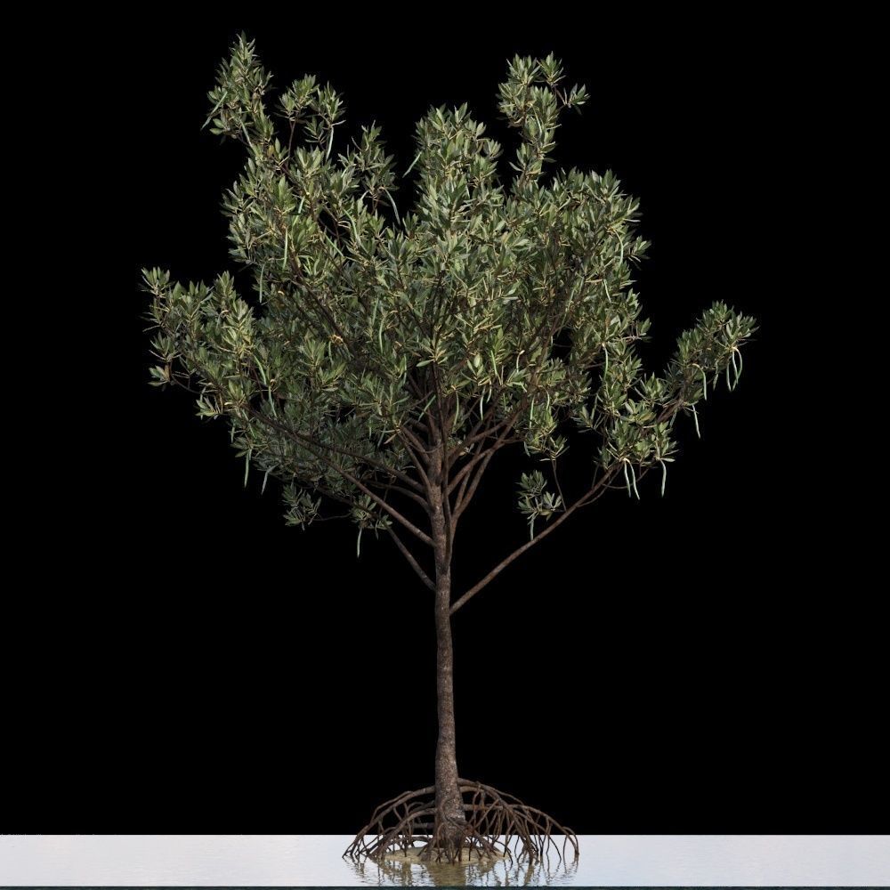 Rhizophora Apiculata 3D model_6