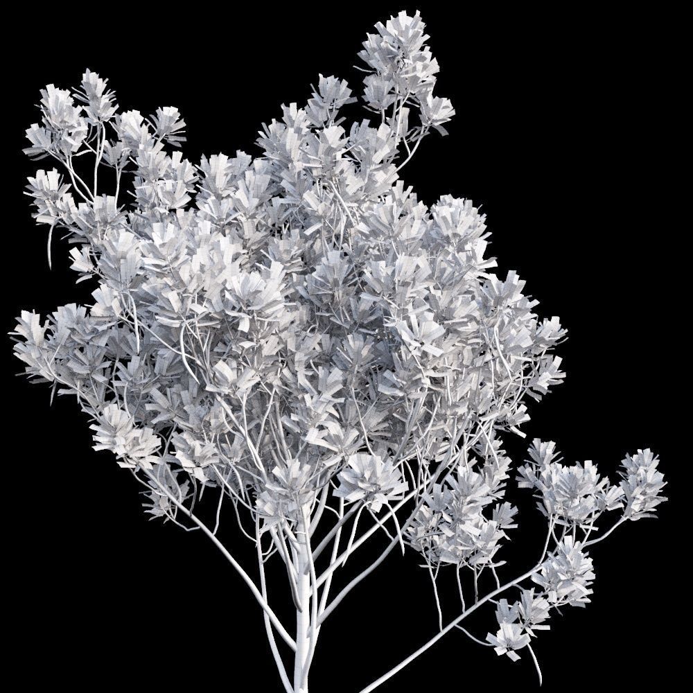 Rhizophora Apiculata 3D model_13