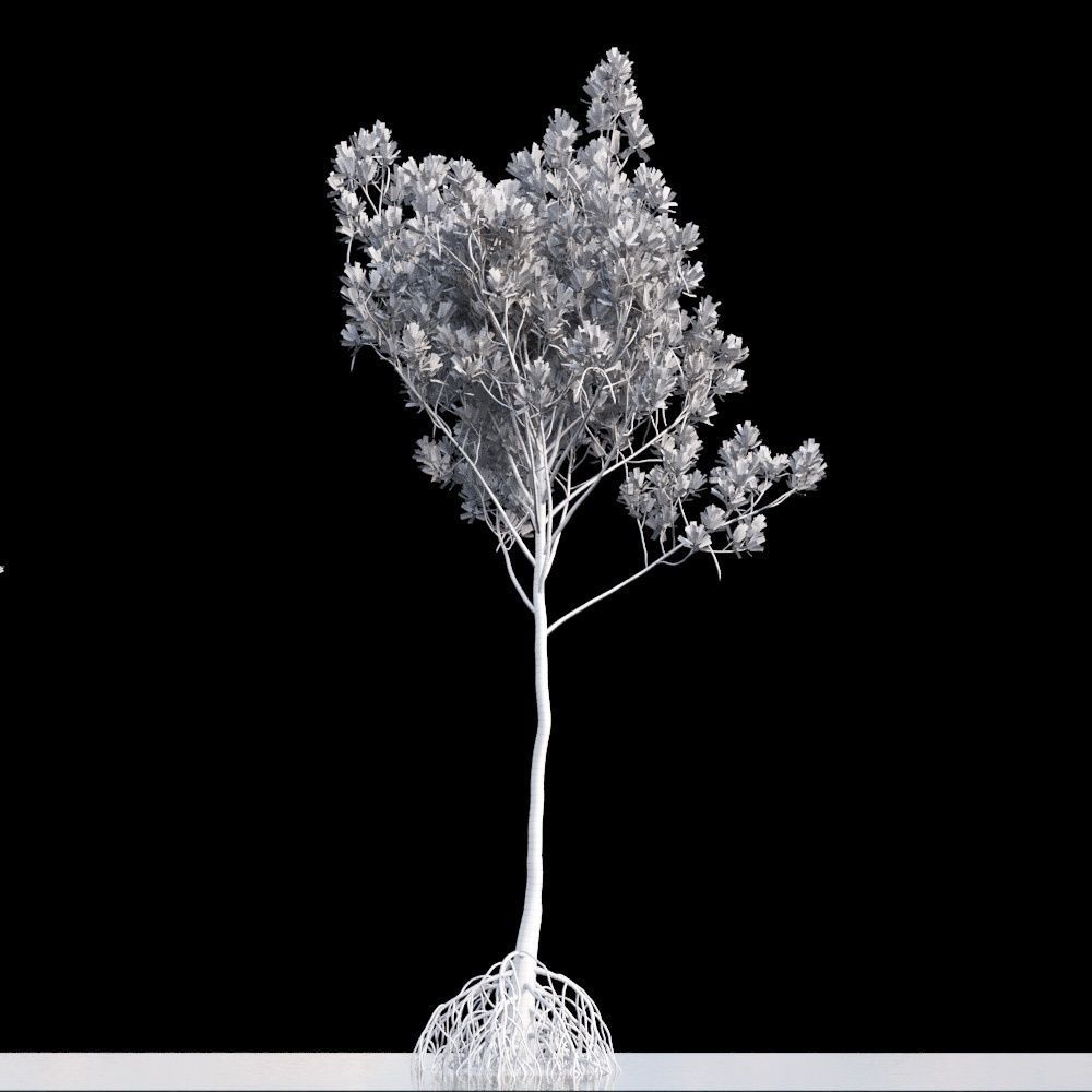 Rhizophora Apiculata 3D model_9