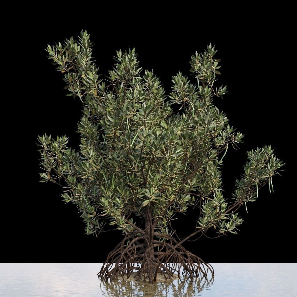 Rhizophora Apiculata 3D model_4