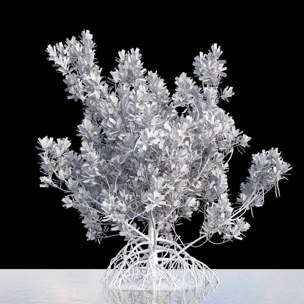 Rhizophora Apiculata 3D model_5
