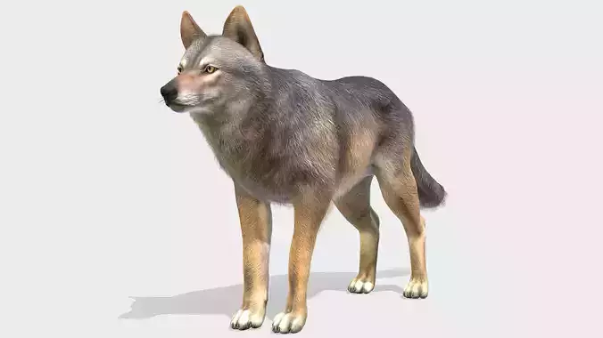 Wolf - Male Low-poly 3D model