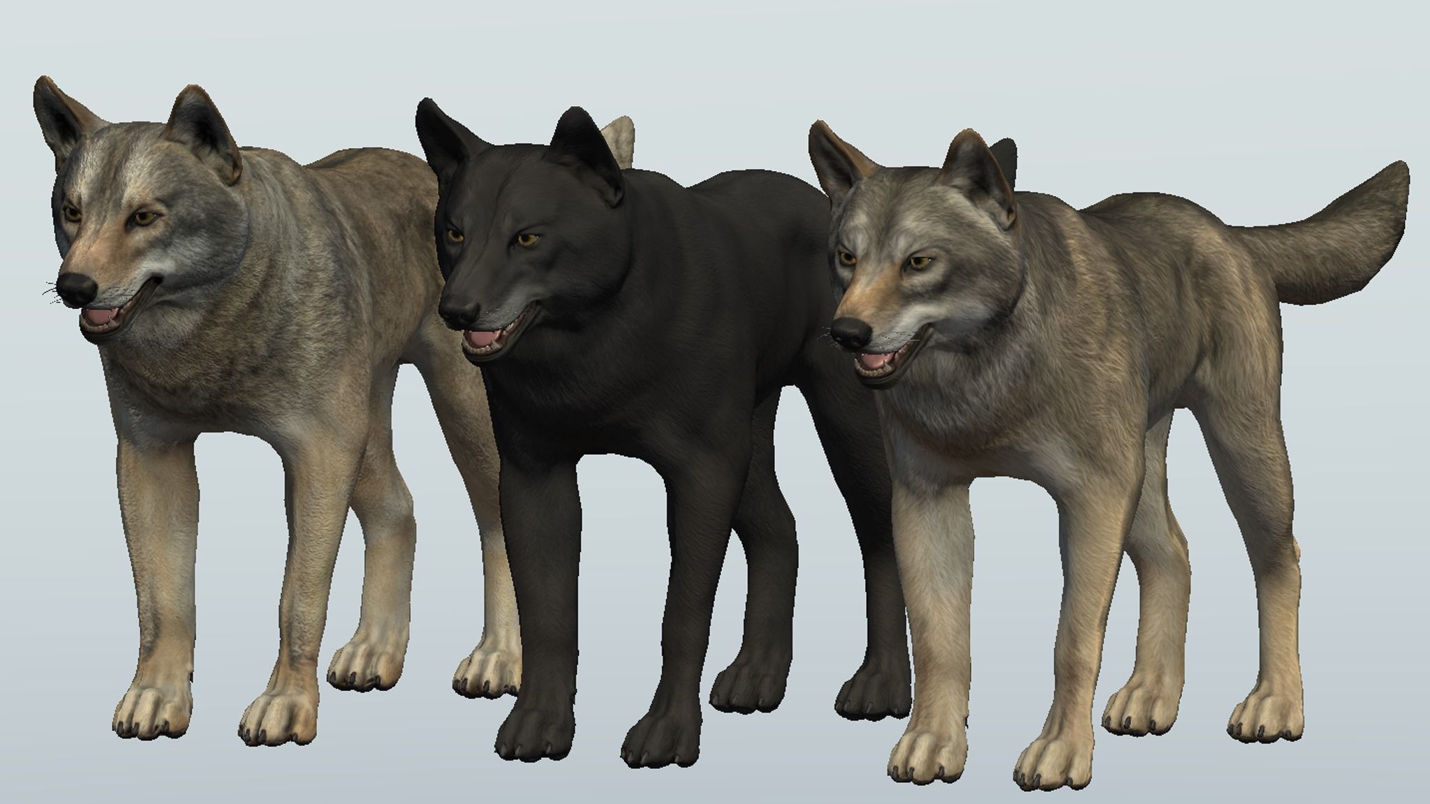WOLF realistic Low-poly 3D model_9