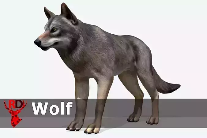 WOLF realistic Low-poly 3D model