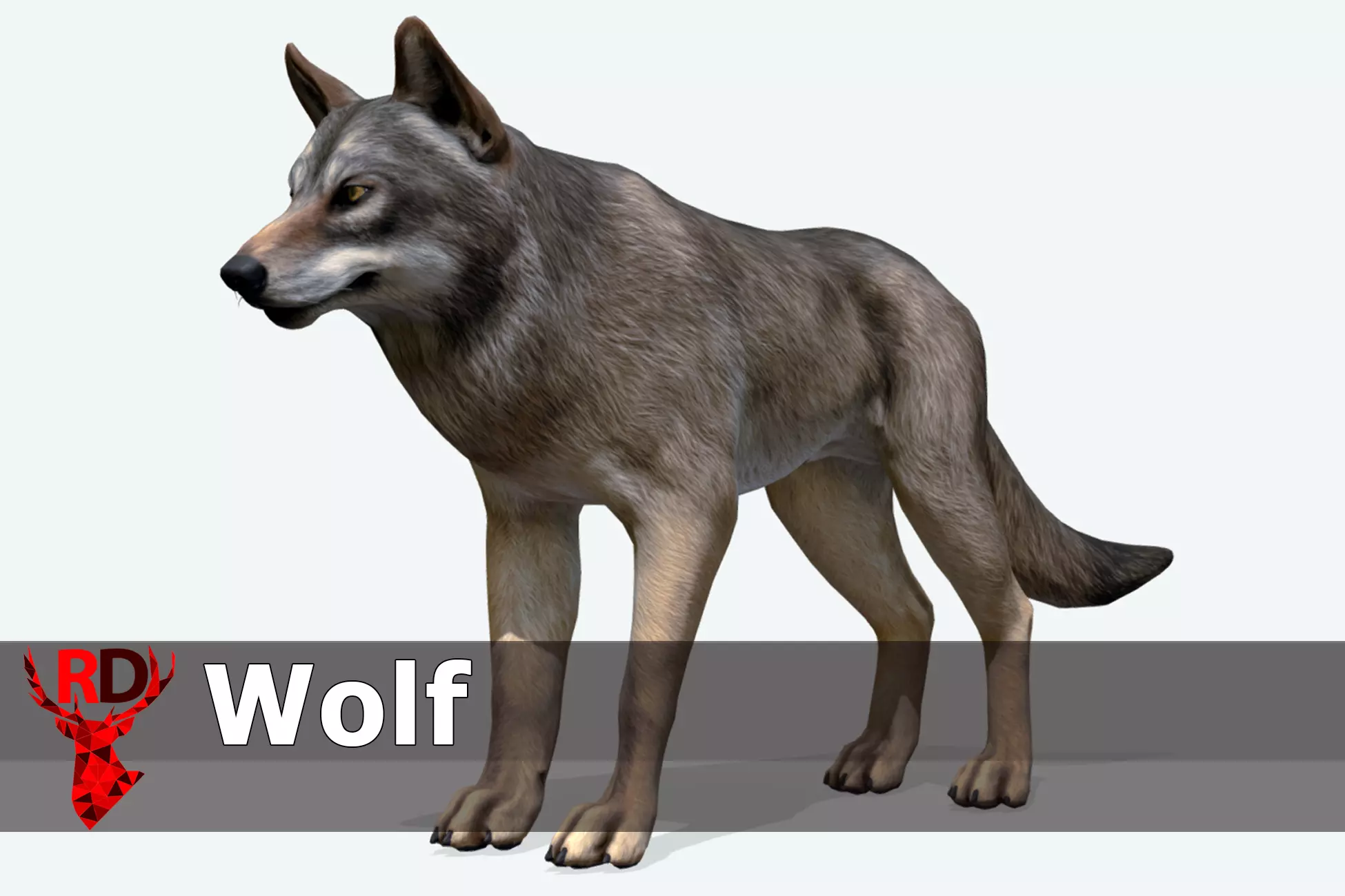 WOLF realistic Low-poly 3D model_0