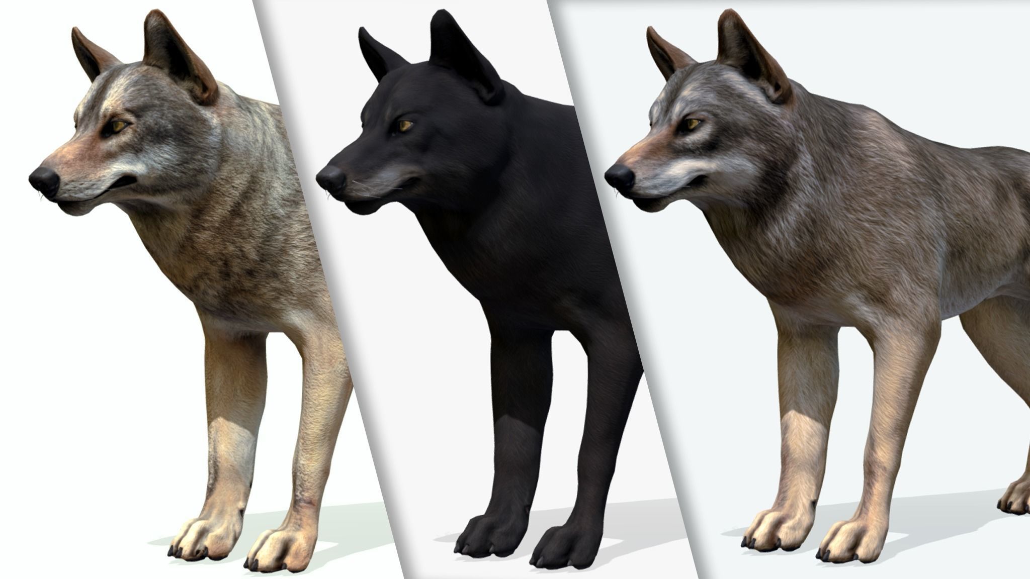 WOLF realistic Low-poly 3D model_1