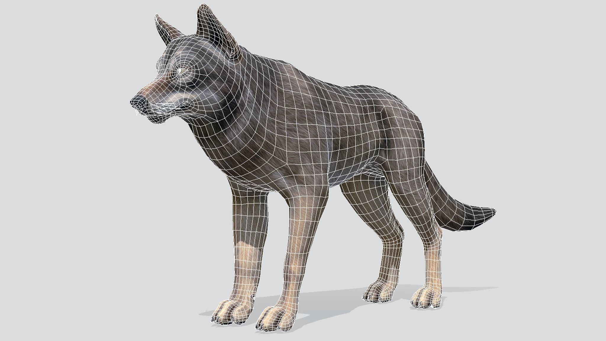 WOLF realistic Low-poly 3D model_2
