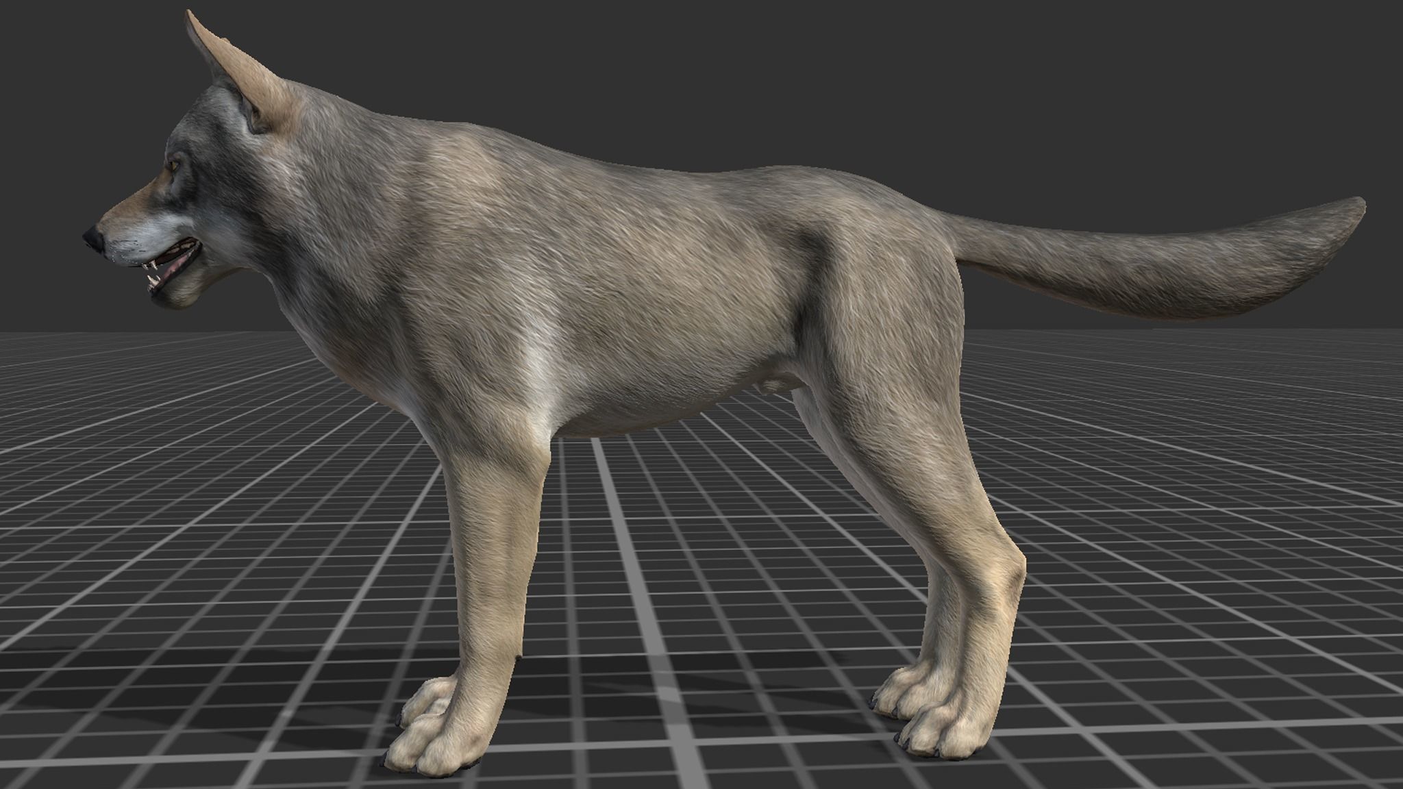 WOLF realistic Low-poly 3D model_7