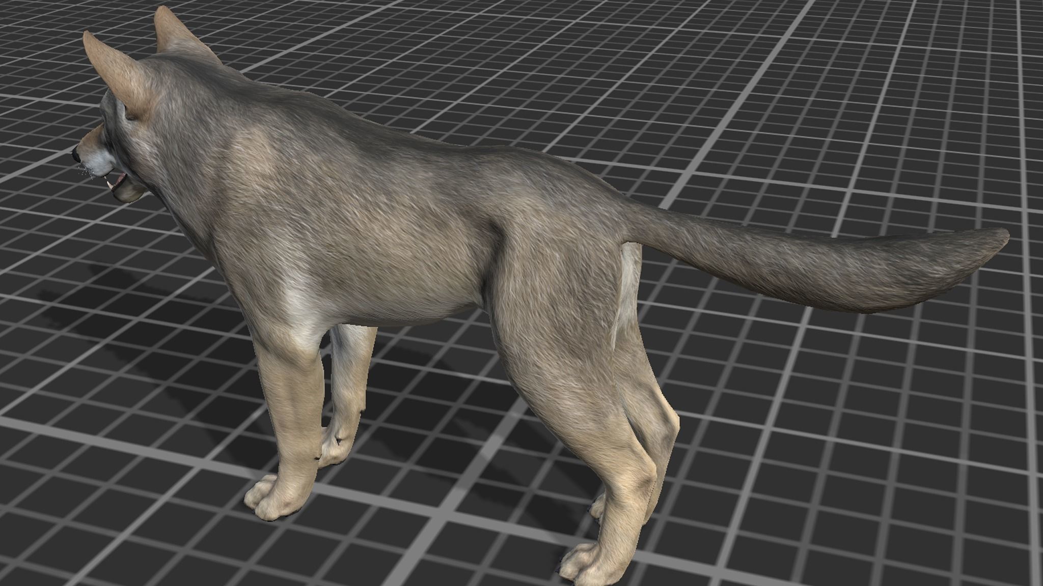 WOLF realistic Low-poly 3D model_8