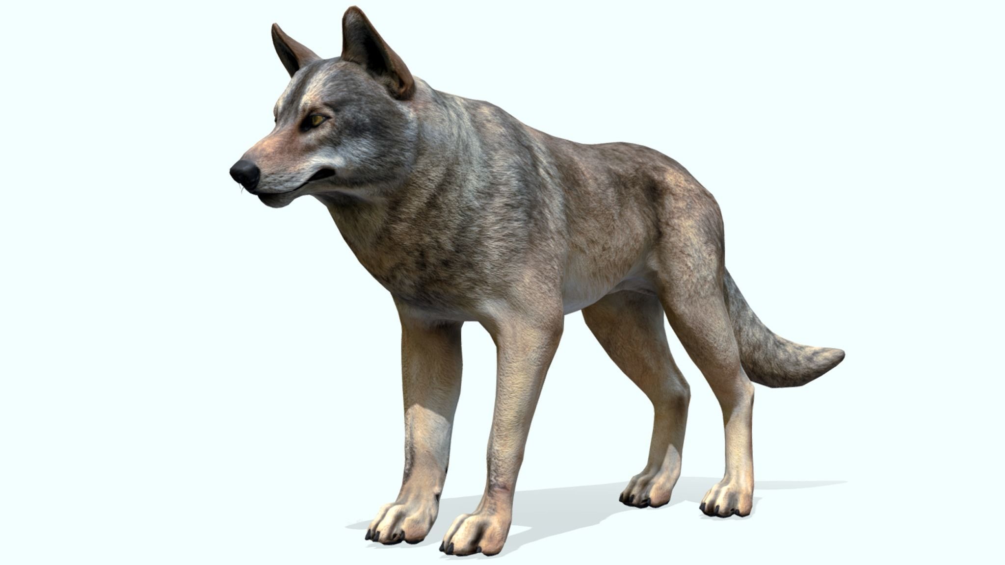 WOLF realistic Low-poly 3D model_5